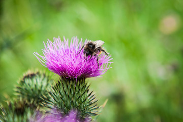 milk thistle, meadow flower, Silybum marianum