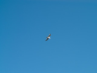 Seagull in the sky at a coast in the evening hours