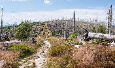 Vysoky hreben (Hochkamm) hill on czech-bavarian borders in Sumava (Bavarian Forest) mountains with hiking trail, forest devastated by bark beetle infestation and blue sky with clouds