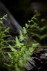 Forest Fern