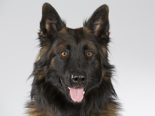 Belgian shepherd - Tervueren dog portrait. Image taken in a studio.