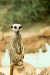 Fototapeta premium Are you looking me?
