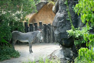 Lonely Zebra