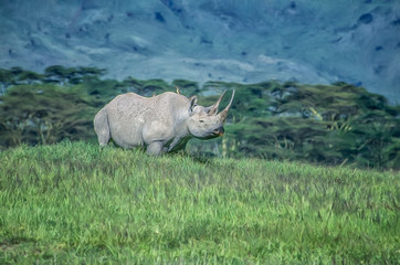 Fototapeta premium Black rhinoceroses,digital oil painting