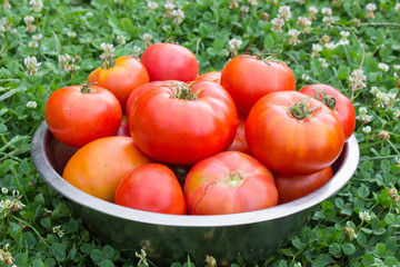tomatoes in bowl on the grass