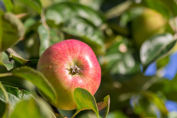 reifer Apfel im Sonnenlicht hängt am Apfelbaum