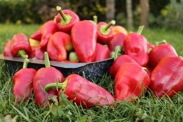 gesammelte Paprika