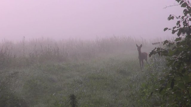 Young curious roe deer in meadow on misty summer autumn morning 