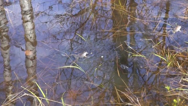 Spawning Rana arvalis in pond in early spring on sunny day