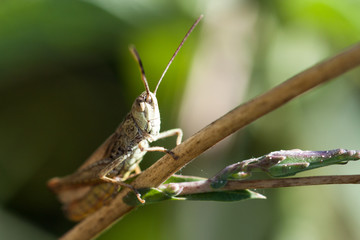 Grasshopper on grass close up.