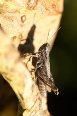 Grasshopper on grass close up.