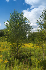 Obraz premium summer afternoon in north-eastern Europe