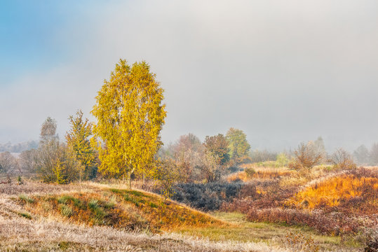yellow trees in fog on the meadow