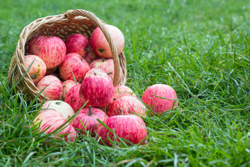 red apples in a basket