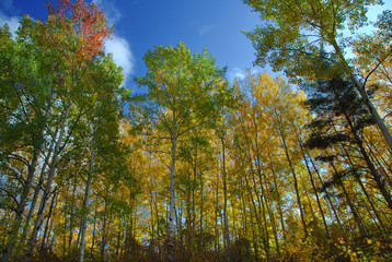 Fall colors in the forest