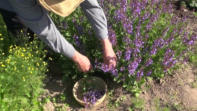 Gardener collecting flowering sage salvia in wicker basket in herb garden on sunny summer day