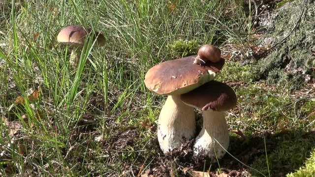 Mushroom Boletus edulis and snails under birch tree on sunny summer day