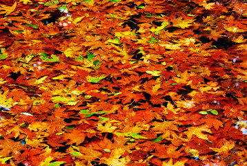 Autumn leaves