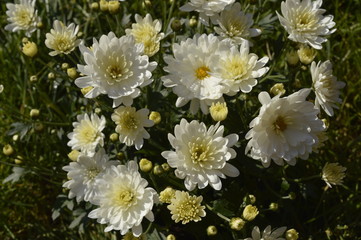 Obraz premium Chrysanthemum grandiflora - beautiful, tiny autumn white flowers 