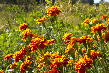 Marigolds or Tagetes.
It is an ornamental and medicinal plant.
