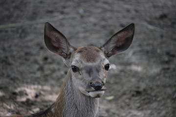 Deer