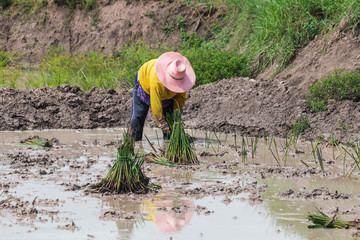 agriculturist transplant  papyrus