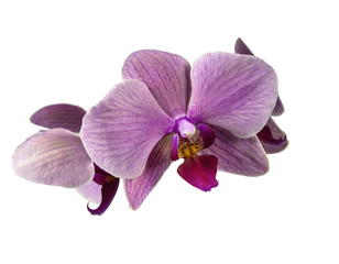 Orchid flower purple insulated.