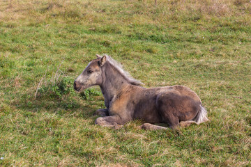Little foal on the grass