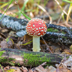 Poisonous mushroom