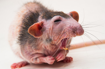 Bald sphinx rat.Hairless animal Sitting on a white background