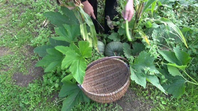 Gardener picking round zucchini in vegetable garden and placing them in wicker basket