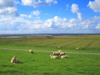 Obraz premium Schafwiesen an der Nordsee in Husum an der Dockkoogspitze