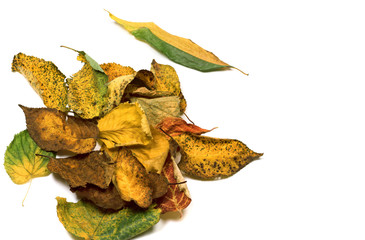 Fototapeta premium Autumn dried leafs