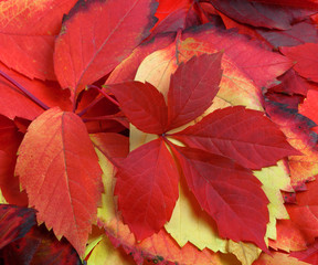Natural background of multicolor autumn leafs