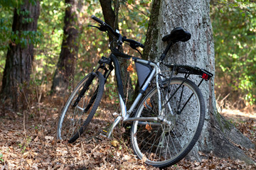 Fototapeta na wymiar Bicycle in autumn forest
