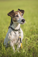 dogs portrait - jack russell terrier 