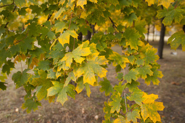 Autumn maple leaves in the park