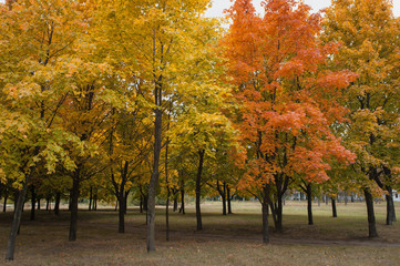 Autumn maple leaves in the park