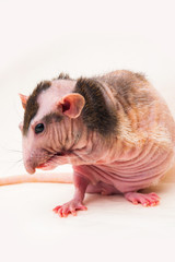 Bald sphinx rat.Hairless animal Sitting on a white background