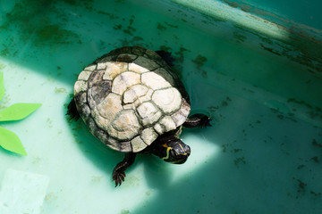 Small marine turtle