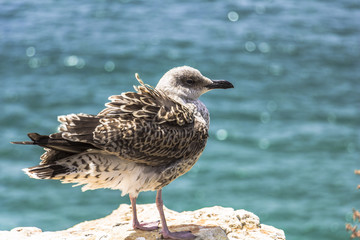 seabird sitting on a rock, Algarve, Portugal