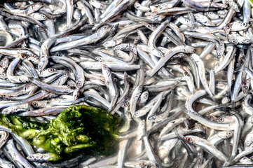 Anchovies in market