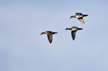 Three Wood Ducks Flying in a Blue Sky