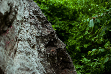 Sharp grey rock in the green summer forest. After the rain