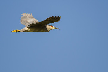 Obraz premium Lone Black-Crowned Night Heron Flying in a Blue Sky