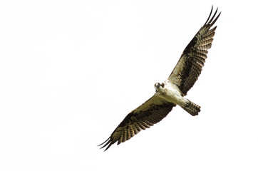 Lone Osprey Making Direct Eye Contact While Flying in a Blue Sky
