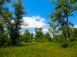 Summer landscape with green trees