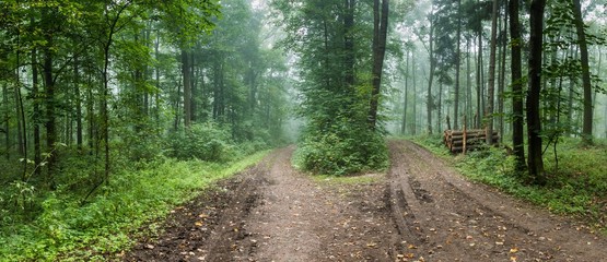 dwie drogi w lesie