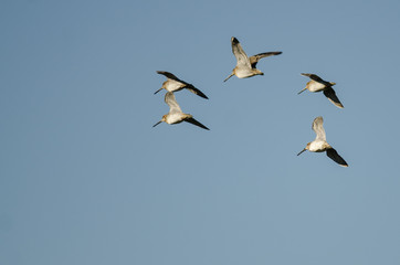 Flock of Wilson's Snipe Flying in a Blue Sky