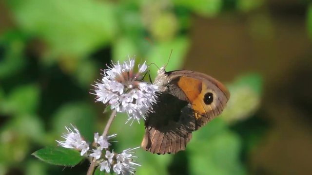 Butterfly and hornet wasp encounter on a flower
